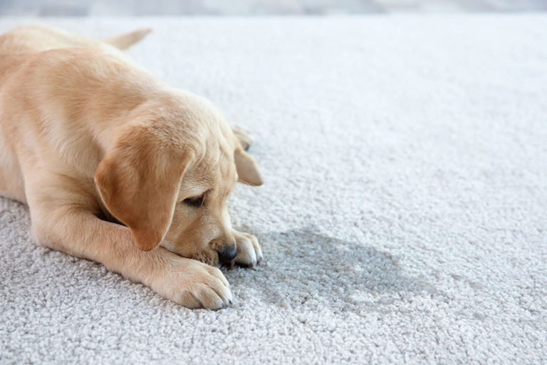 How to Get Rid of Dog Pee and Cat Urine Odors - How To Get Rid Of Dog Pee Smell In Carpet
